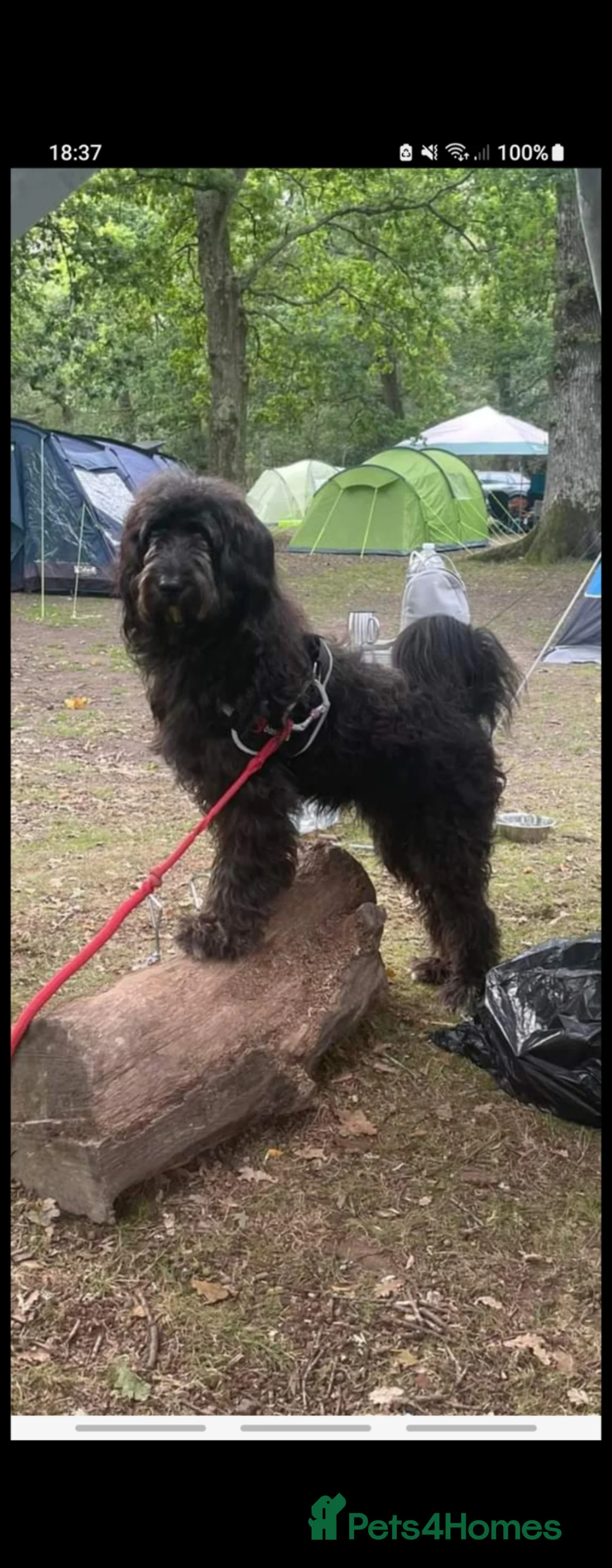 Mixed Breed dogs for sale: Otis - Shepadoodle in Swindon - Advert 1