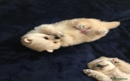 Pomeranian dogs for sale: Pure Pomeranian Puppies - Image 4