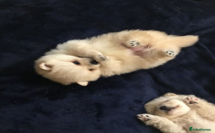 Pomeranian dogs - Advert 1
