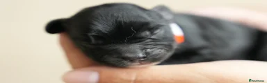 Cocker Spaniel 3 black male