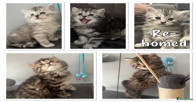 Mixed Breed cats - Advert 5