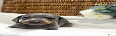 Miniature Dachshund 1