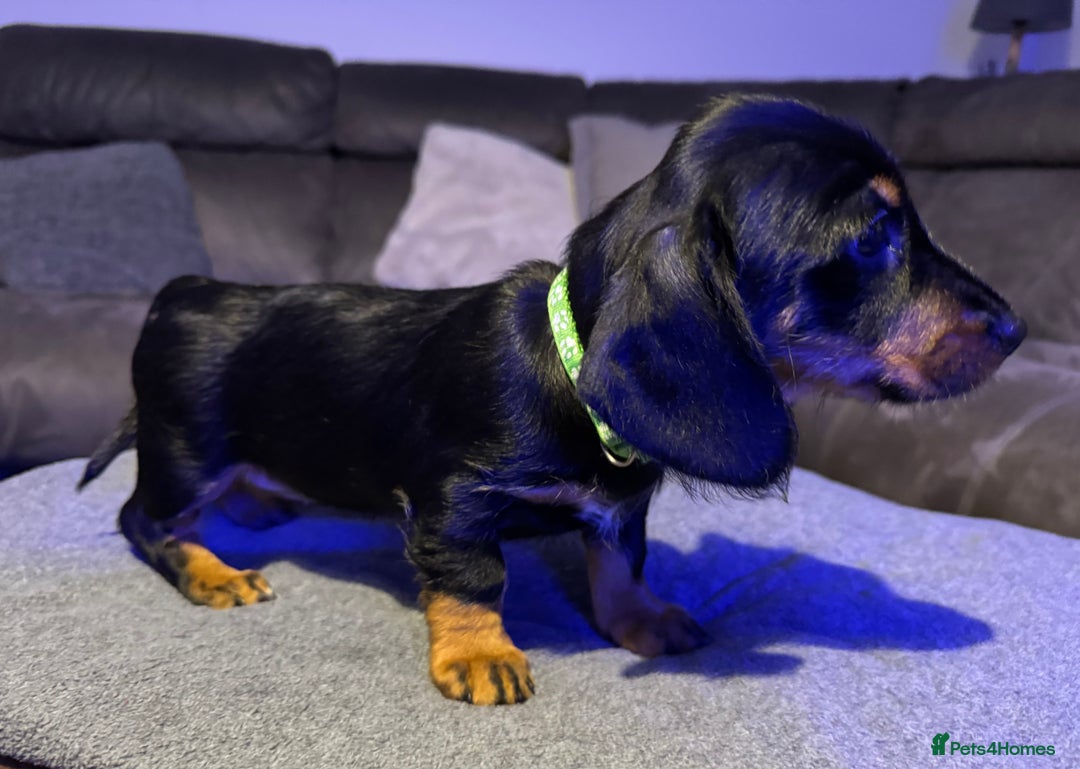 Dachshund dogs for sale: Gorgeous Standard wire haired & smooth Dachshunds - Advert 17