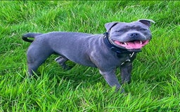 Staffordshire Bull Terrier dogs for sale: Outstanding KC blue Cubs Available! 4.8% coi! - Image 6