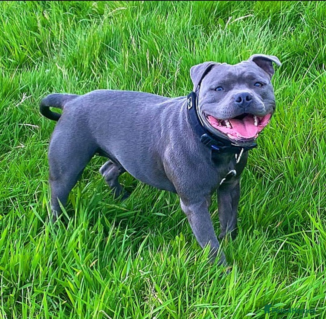 Staffordshire Bull Terrier dogs for sale: Outstanding KC blue Cubs Available! 4.8% coi! - Image 6