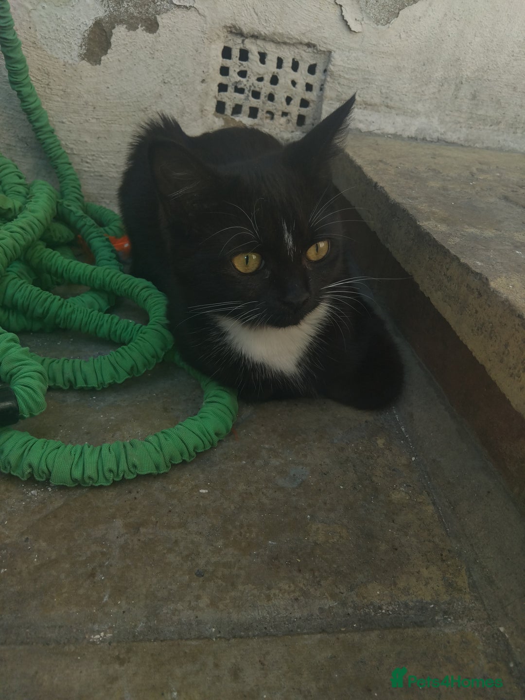Persian cats for sale: Black and white persian kitten - Image 3