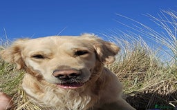 Golden Retriever dogs for stud: Gorgeous Golden Retriever Stud  - Image 2