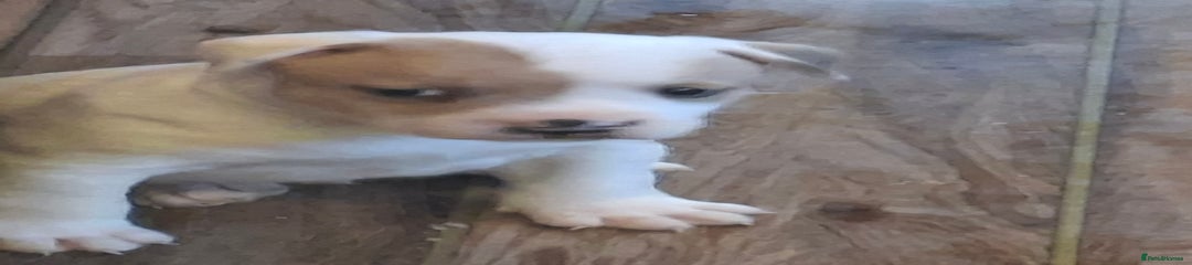 Staffordshire Bull Terrier Puppy 1