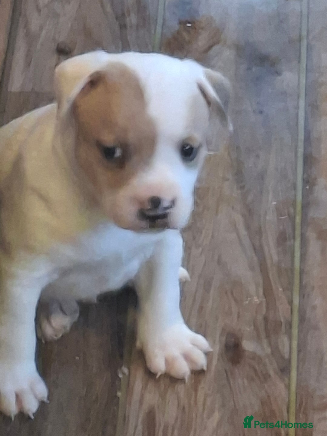 Staffordshire Bull Terrier dogs for sale: Beautiful big puppies  - Image 4