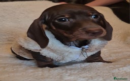 Miniature Dachshund dogs for sale: Ready soon Pedigree beautiful Mini Dachshund Girl  - Image 2
