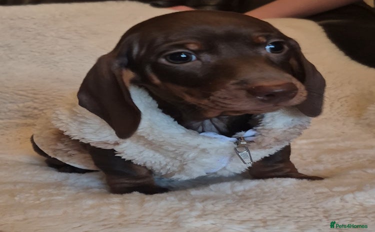 Miniature Dachshund dogs - Advert 14