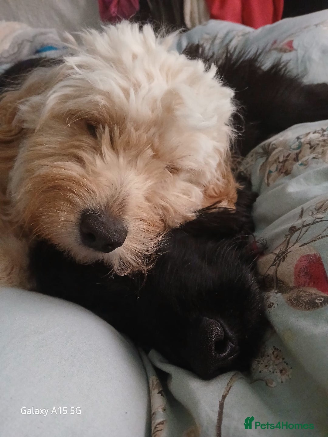 Cockapoo dogs for sale: *READY NOW* F1b Cockapoo Puppies  in Stockton-on-Tees - Image 8