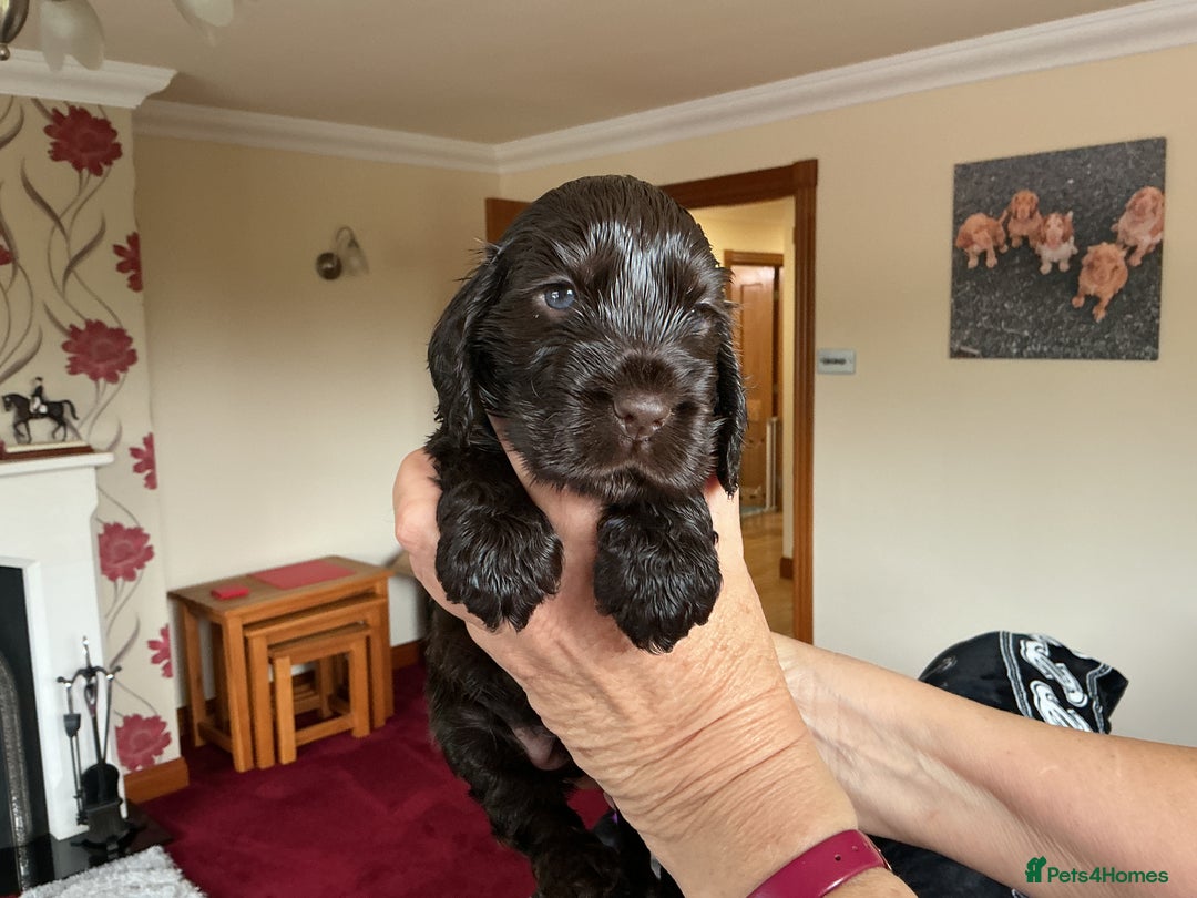 Cocker Spaniel dogs for sale: KC Reg Show Cocker Ext health tested - Image 22