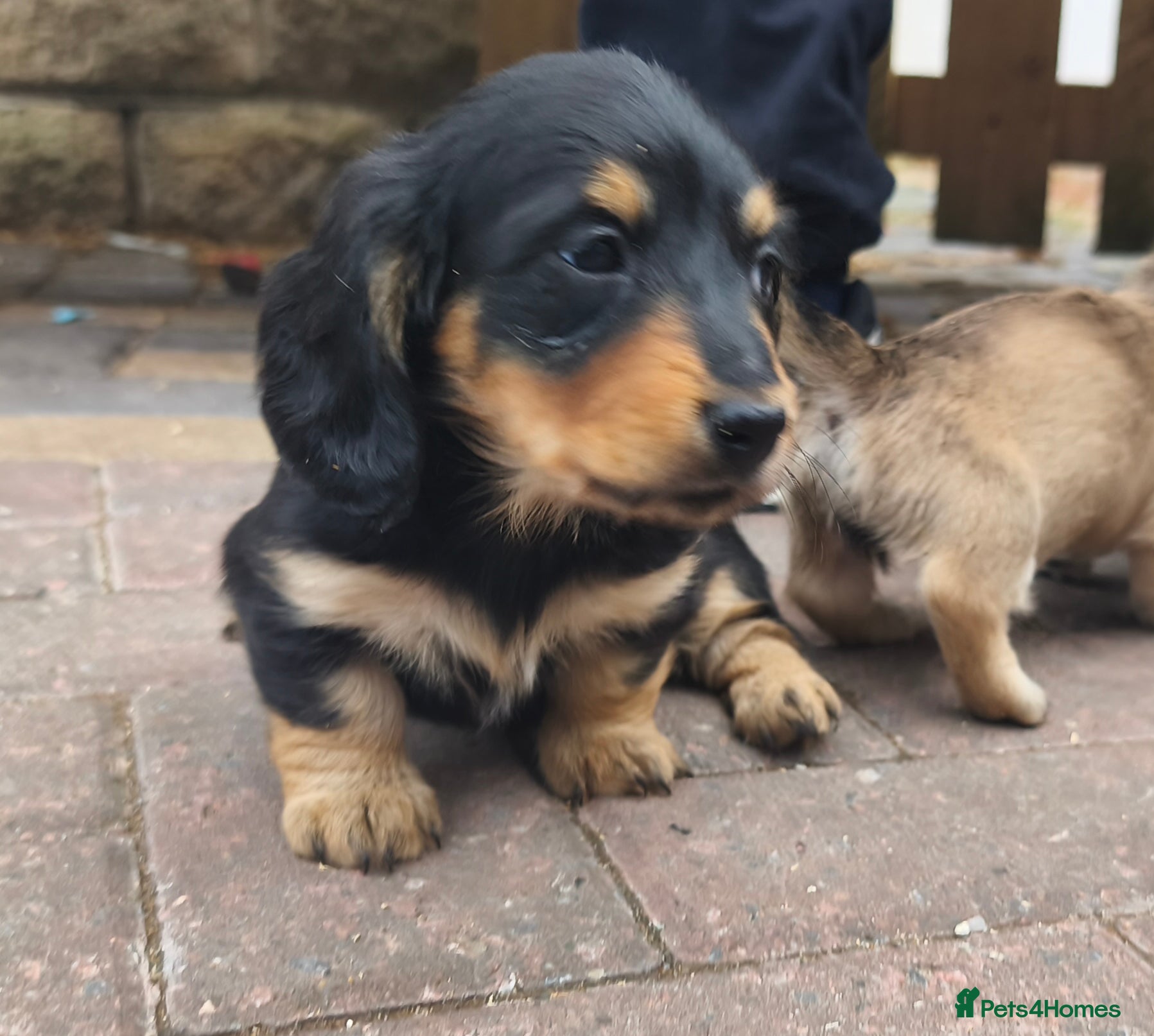 Miniature Dachshund dogs Stunning litter of Lh mini dachshunds  - Advert 2