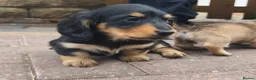 Miniature Dachshund dogs for sale:  Long haired mini dachshunds ready to leave  - Advert 15