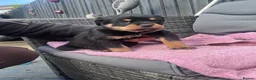 Rottweiler dogs for sale: rottweiler pups - Advert 10