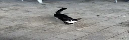 Domestic Shorthair cats for sale: One male one female  in Solihull - Advert 2