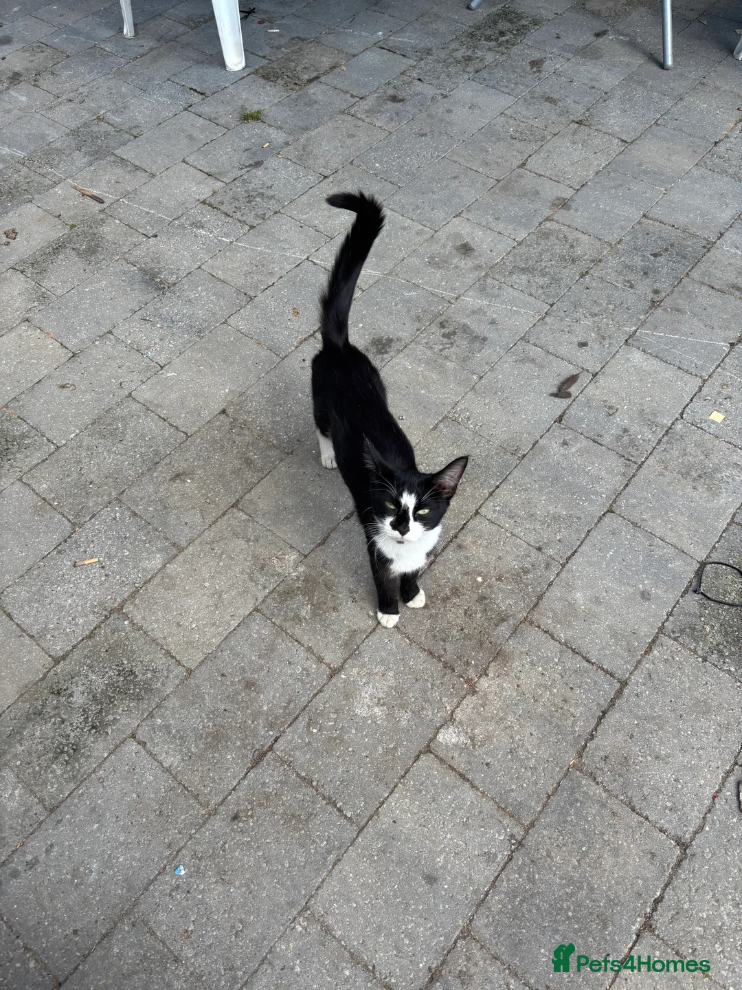 Domestic Shorthair cats for sale: One male one female  in Solihull - Advert 2
