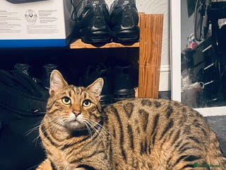 Bengal cats Pure male bengals - Advert 3