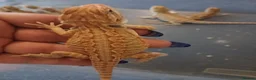 Bearded Dragon reptiles for sale: Baby bearded dragons  - Advert 13