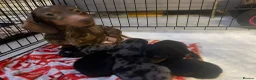 Miniature Dachshund dogs for sale: *** 3 beautiful mini dachshunds ** - Advert 36