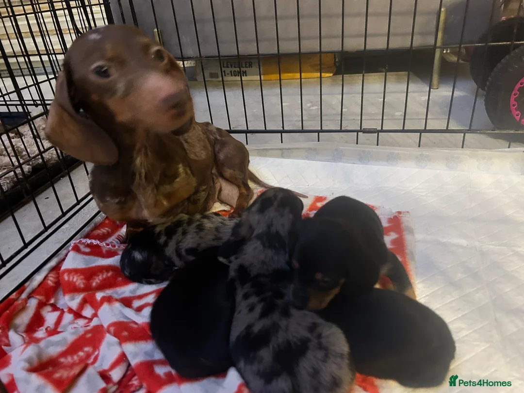 Miniature Dachshund dogs for sale: *** 3 beautiful mini dachshunds ** - Advert 36