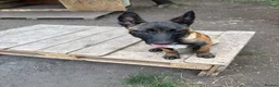 Belgian Shepherd Dog dogs for sale: Belgian malnois sheperad - Advert 4