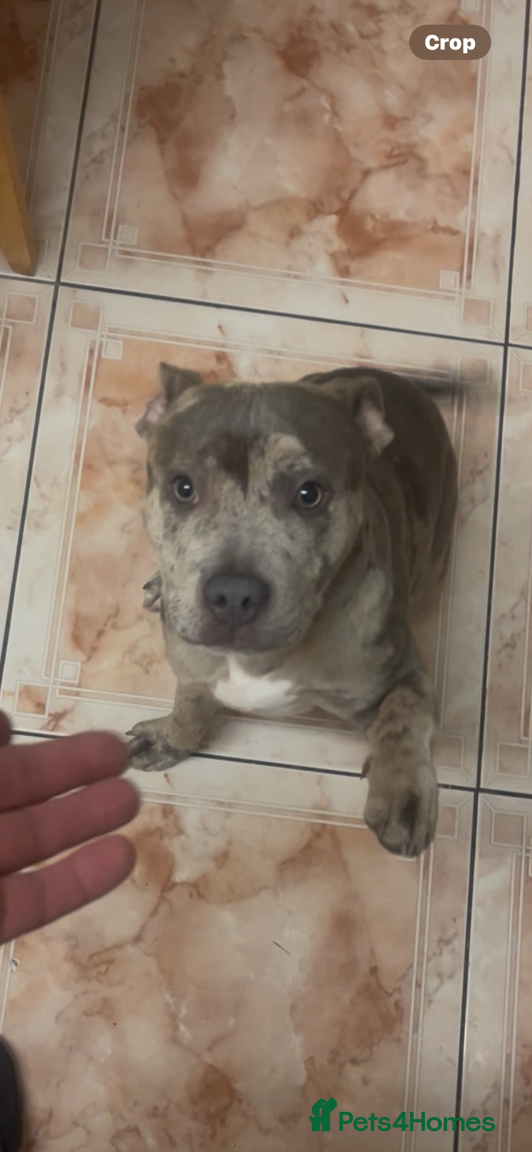 Mixed Breed dogs for sale: Buddy pocket bully cross Staffy  - Advert 3