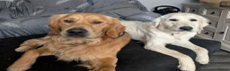 Golden Retriever dogs for stud: KC (red) golden retriever  - Advert 9