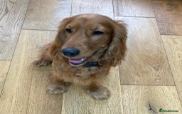 Cocker Spaniel dogs for sale: Loving, Energetic Cocker Spaniel Need for New Home - Image 3