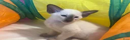 Siamese cats for sale: Siamese kittens - Advert 4