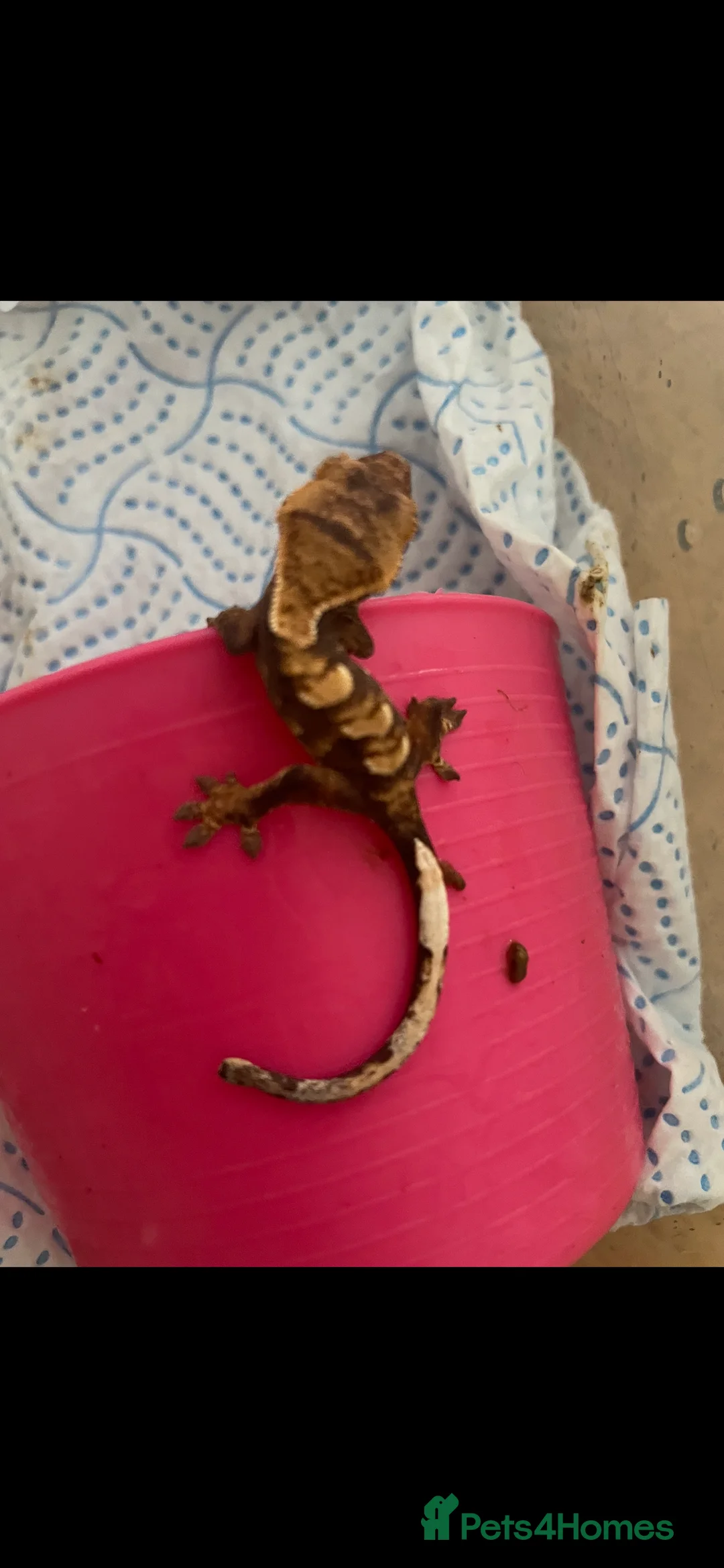 Gecko reptiles for sale: Crested geckos  - Advert 6