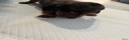 Dachshund dogs for sale: 🩷🩷🩷 DACHSHUNDS GIRLS 🩷🩷🩷 - Advert 25