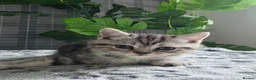 Scottish Fold cats for sale: Beautiful Scottish Fold & Straight Cross Kittens - Advert 12