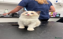 Ragdoll cats for sale: One Girl Available 🌸 - Image 13