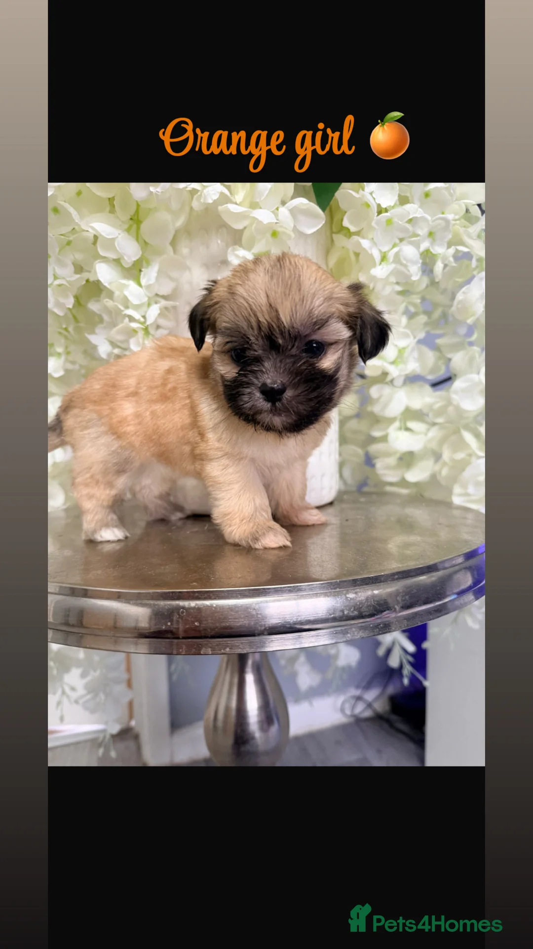 Shih Tzu dogs for sale: Delightful pedigree Shih tzu’s looking for homes - Advert 3
