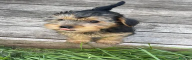 Yorkshire Terrier 5 sunny 