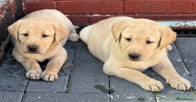 Labrador Retriever dogs - Advert 15