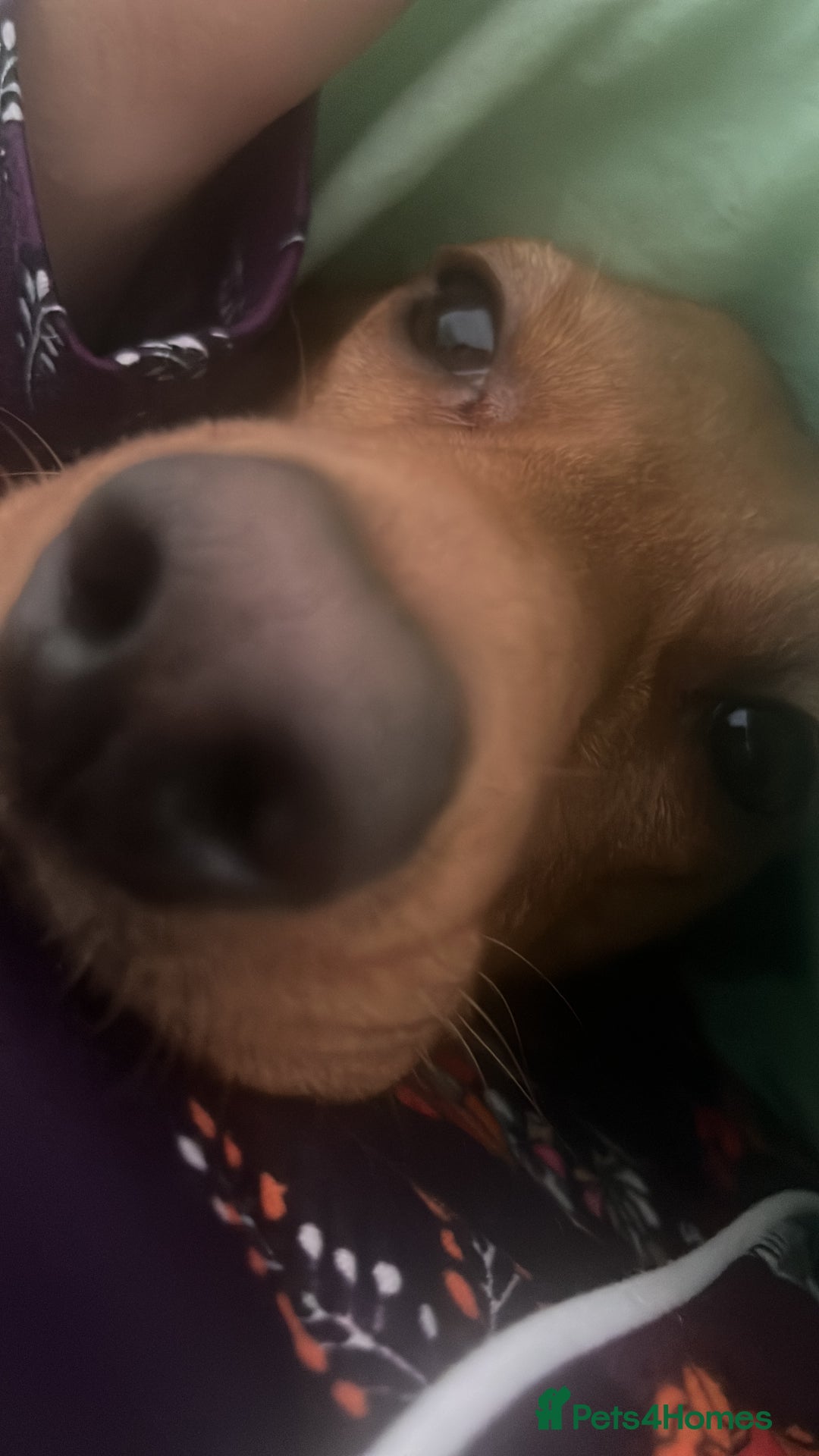 Mixed Breed dogs for sale: Hungarian Vizsla Mix - Image 15