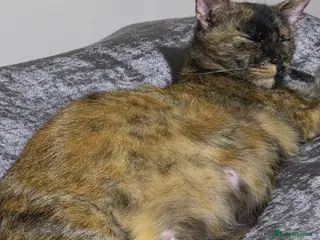 Mixed Breed cats 2 maincoon x - Advert 2