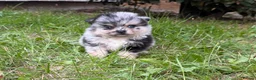 Pomeranian dogs for sale: 🩷 Chocolate merle girl, 🩵 blue eye Merle boy - Advert 3
