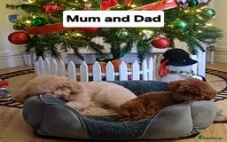 Toy Poodle dogs for sale: Charming Toy Poodle Puppies - Image 32
