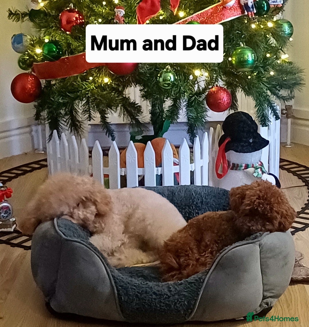 Toy Poodle dogs for sale: Charming Toy Poodle Puppies - Image 32