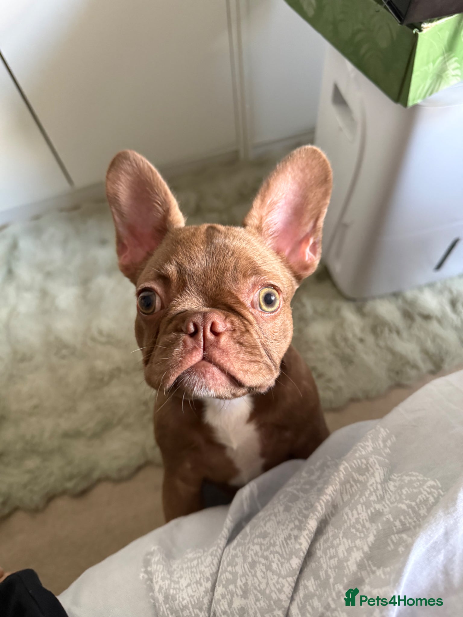 French Bulldog dogs Female French bulldog puppy - Advert 10