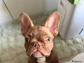 French Bulldog dogs Female French bulldog puppy - Advert 1