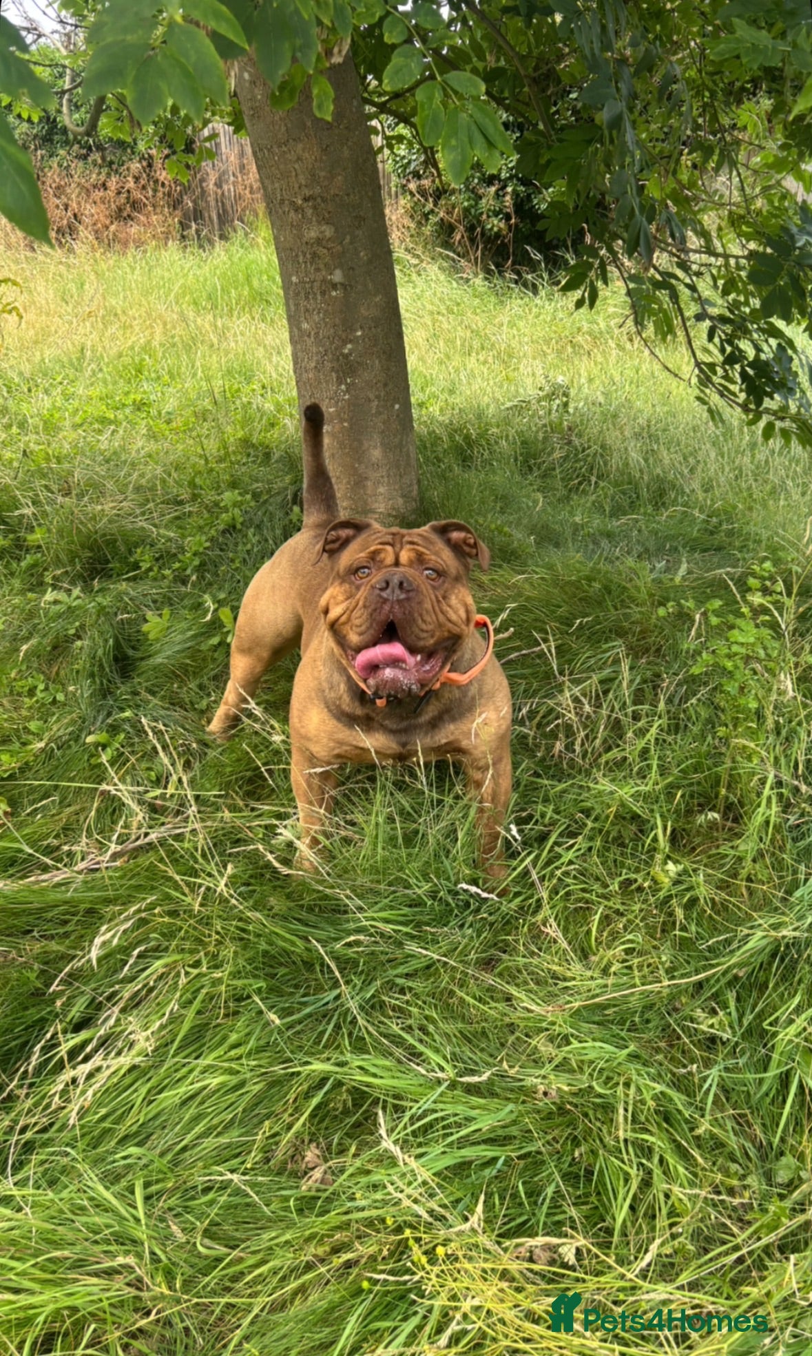 Olde English Bulldogge dogs Bigdawg “Ch Duke “ ⭐️For Stud⭐️ - Advert 9