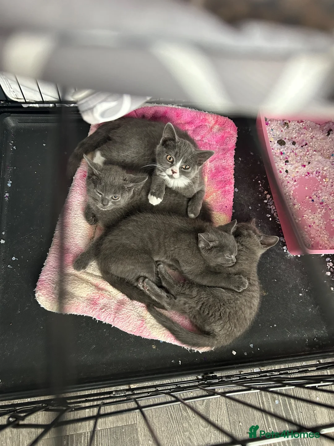 British Shorthair cats for sale: Beautiful British shorthair  - Advert 2