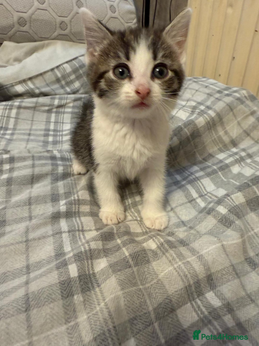 Mixed Breed cats for sale: 5 beautiful kittens  - Image 17
