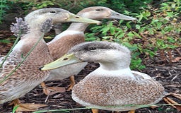 Ducks poultry for sale: Adolescent Welsh Harlequin Ducks – 1 F, 2 M - Image 1