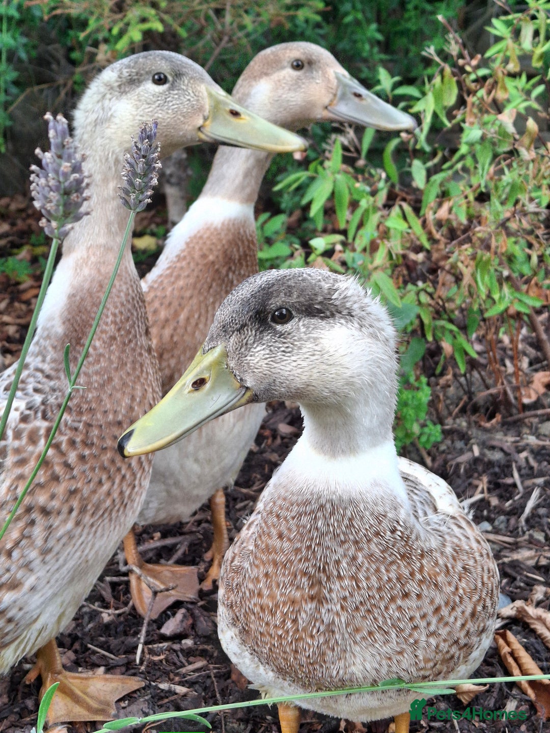 Ducks poultry for sale: Adolescent Welsh Harlequin Ducks – 1 F, 2 M - Image 1